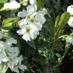 Exochorda x macrantha 'The Bride'