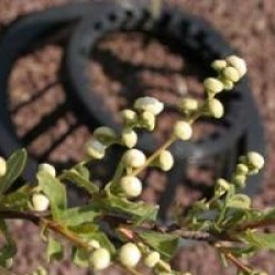 Exochorda x macrantha 'The Bride'