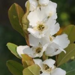 Exochorda x macrantha 'The Bride'