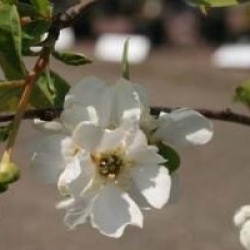 Exochorda x macrantha 'The Bride'