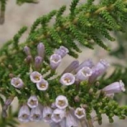 Fabiana violacea