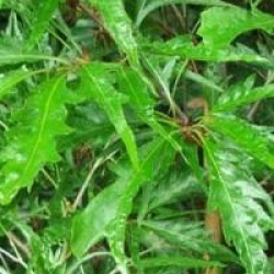 H�tre � feuilles d'aspl�nium