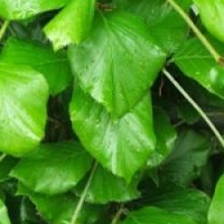 Fagus sylvatica 'Dawyck Gold' - H�tre dor� fastigi�