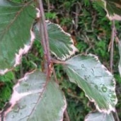 Fagus sylvatica 'Tricolor'
