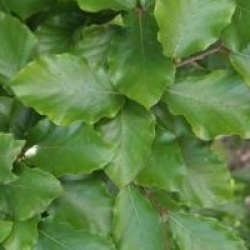 Fagus sylvatica