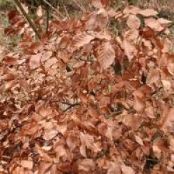 Fagus sylvatica