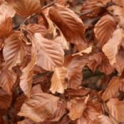 Fagus sylvatica