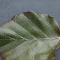 Fagus sylvatica 'Dawyck Purple'