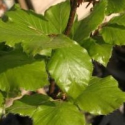 Fagus sylvatica 'Pendula' - H�tre vert pleureur