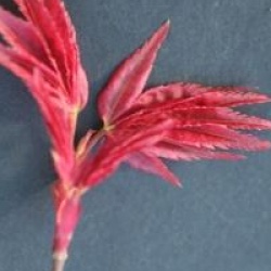 Acer palmatum 'Deshojo'