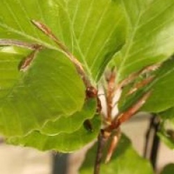 Fagus sylvatica 'Pendula'