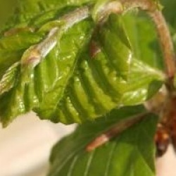 Fagus sylvatica 'Pendula'