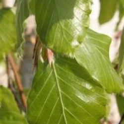 Fagus sylvatica 'Pendula'