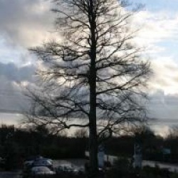 Fagus sylvatica 'Purpurea'
