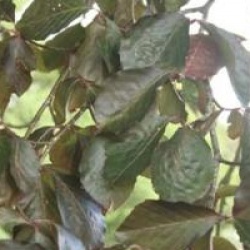 Fagus sylvatica 'Purpurea'