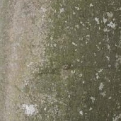 Fagus sylvatica 'Purpurea'