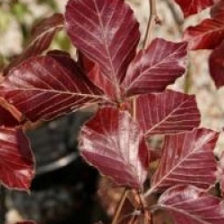 Fagus sylvatica 'Purpurea Pendula' - H�tre pourpre pleureur