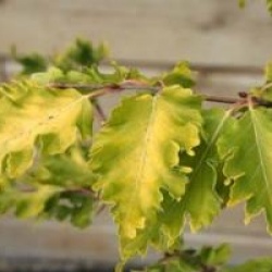 Fagus sylvatica 'Rohan Gold'