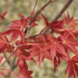 Acer palmatum 'Deshojo'