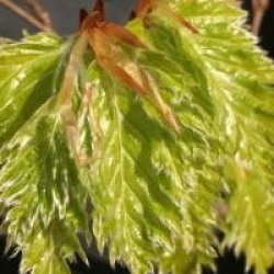 Fagus sylvatica 'Rohan Gold'