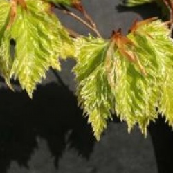 Fagus sylvatica 'Rohan Gold' - H�tre Rohan Gold