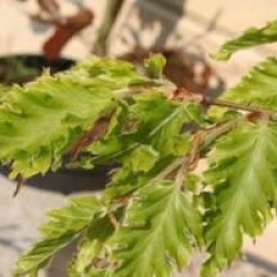 Fagus sylvatica 'Rohan Gold'