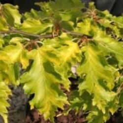 Fagus sylvatica 'Rohan Gold'