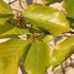 Fagus sylvatica 'Zlatia'