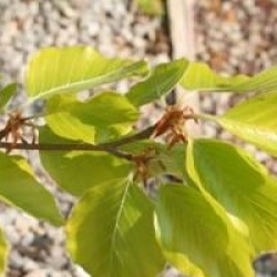Fagus sylvatica 'Zlatia'