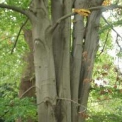 Fagus sylvatica 'Zlatia'