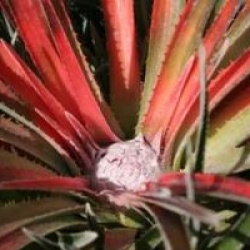 Fascicularia bicolor