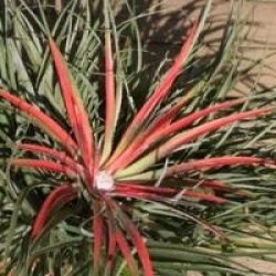 Fascicularia bicolor