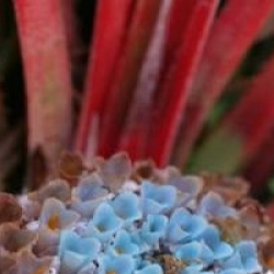 Fascicularia andina