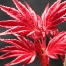 Acer palmatum 'Deshojo' - �rable du Japon Deshojo