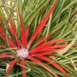 Fascicularia bicolor