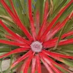 Fascicularia bicolor