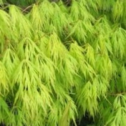 Acer palmatum 'Dissectum' - �rable du Japon dissecte