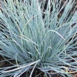 Festuca glauca - F�tuque bleue