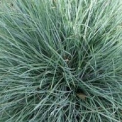 Festuca glauca 'Elijha Blue' - F�tuque Elijha Blue