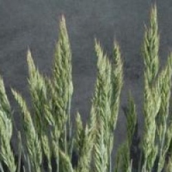 Festuca glauca 'Elijha Blue'