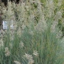 Festuca glauca 'Elijha Blue'