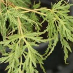 Acer palmatum 'Dissectum'