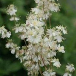 Filipendula ulmaria - Reine des pr�s