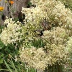 Filipendula ulmaria