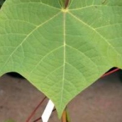 Sterculia platanifolia, Firmania simplex