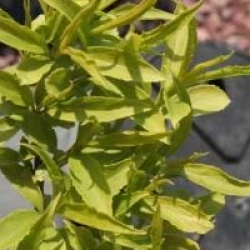 Forsythia Mar�e d'Or