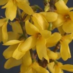 Forsythia M�l�e D'Or � 'Courtaneur' cov - Forsythia M�l�e D'or