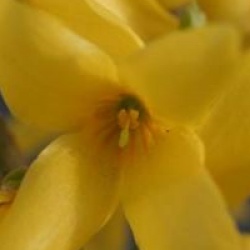 Forsythia M�l�e D'Or � 'Courtaneur' cov