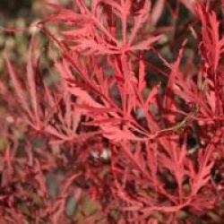 Acer palmatum 'Crimson Prince'