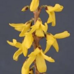 Forsythia casque d'or